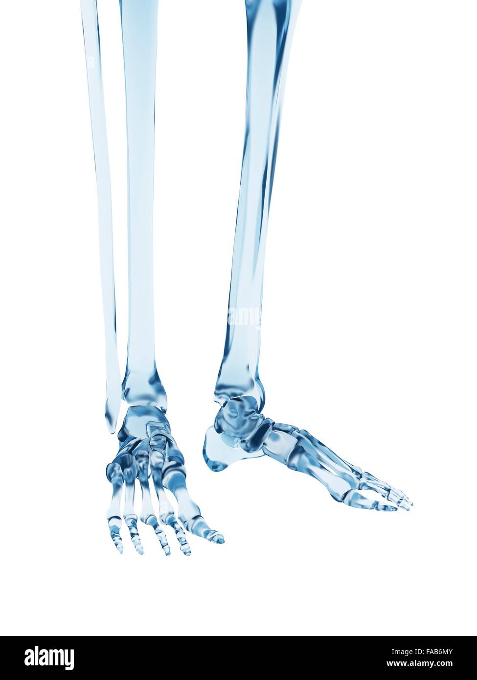 Human foot bones, computer illustration. Stock Photo