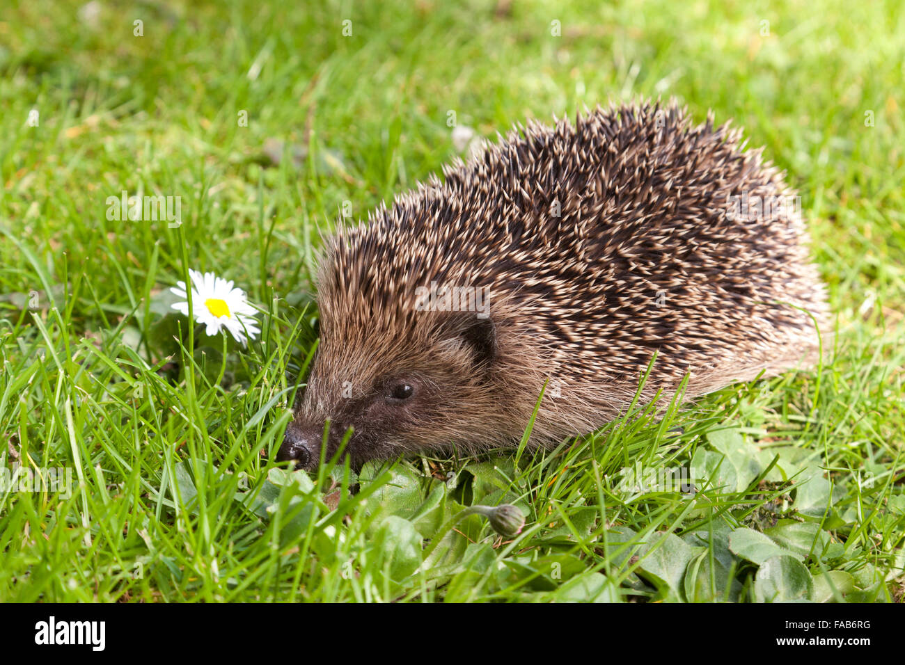 hedgehog on a lawn Stock Photo