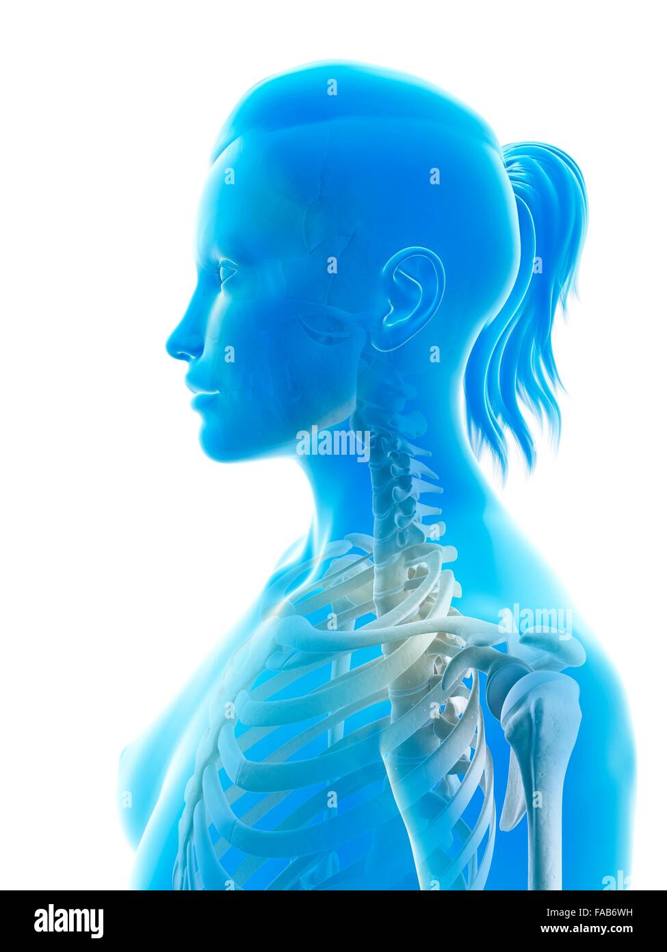 Spine side view illustration hi-res stock photography and images - Alamy