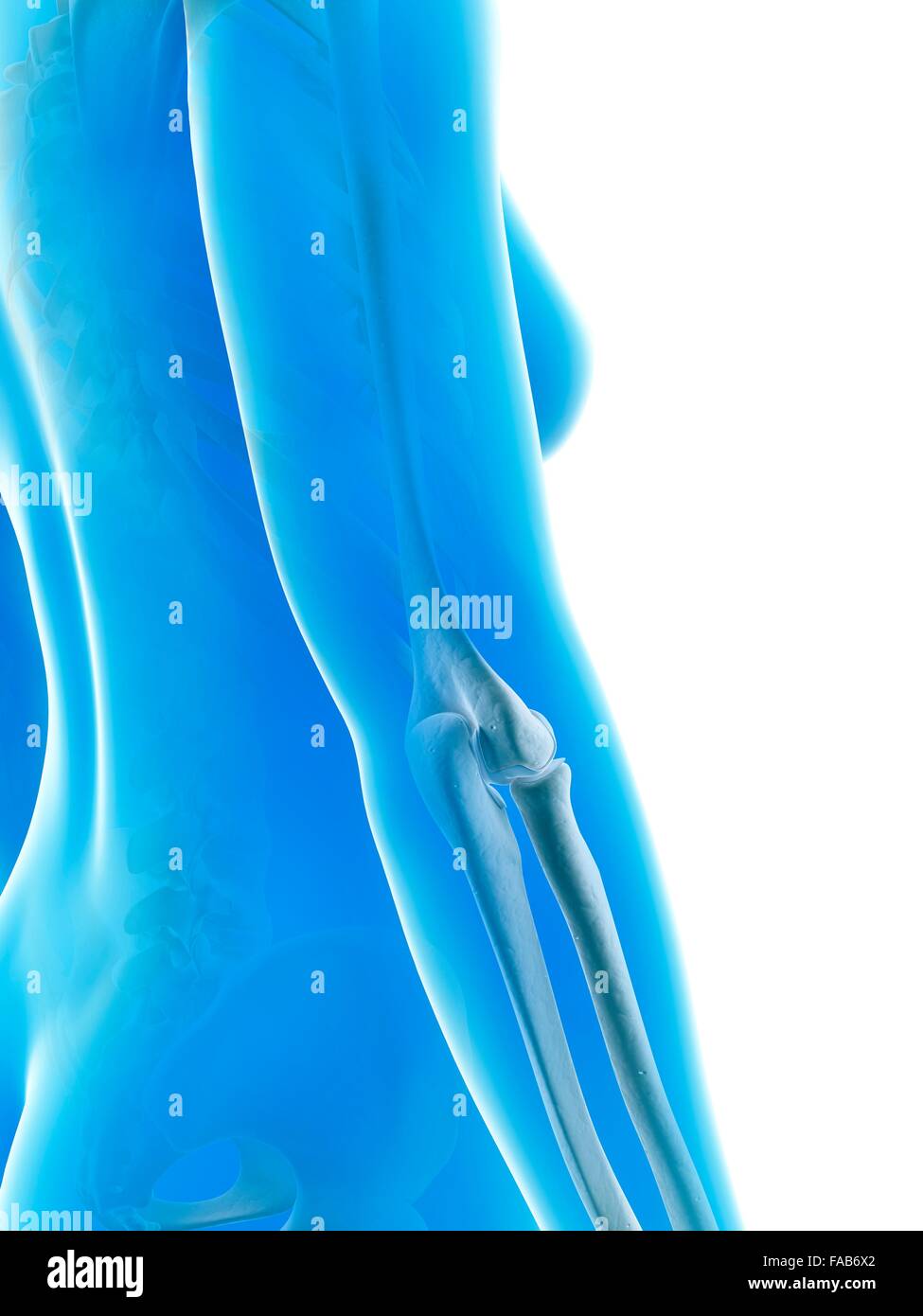 Elbow joint, computer illustration Stock Photo Alamy