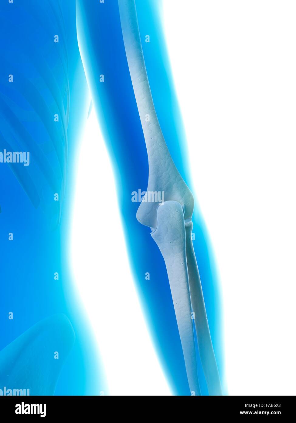 Elbow joint, computer illustration Stock Photo Alamy