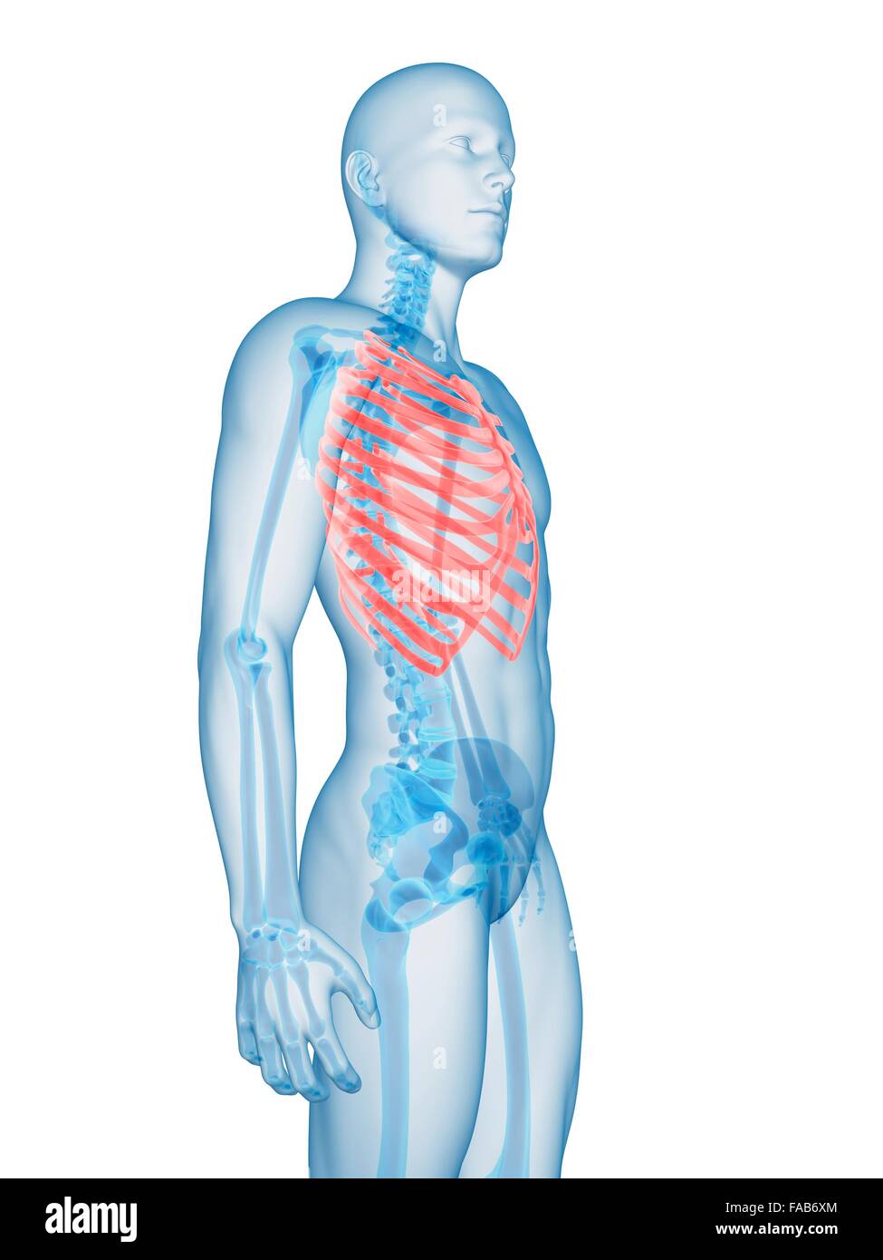 Human ribcage, computer illustration Stock Photo Biology Diagrams