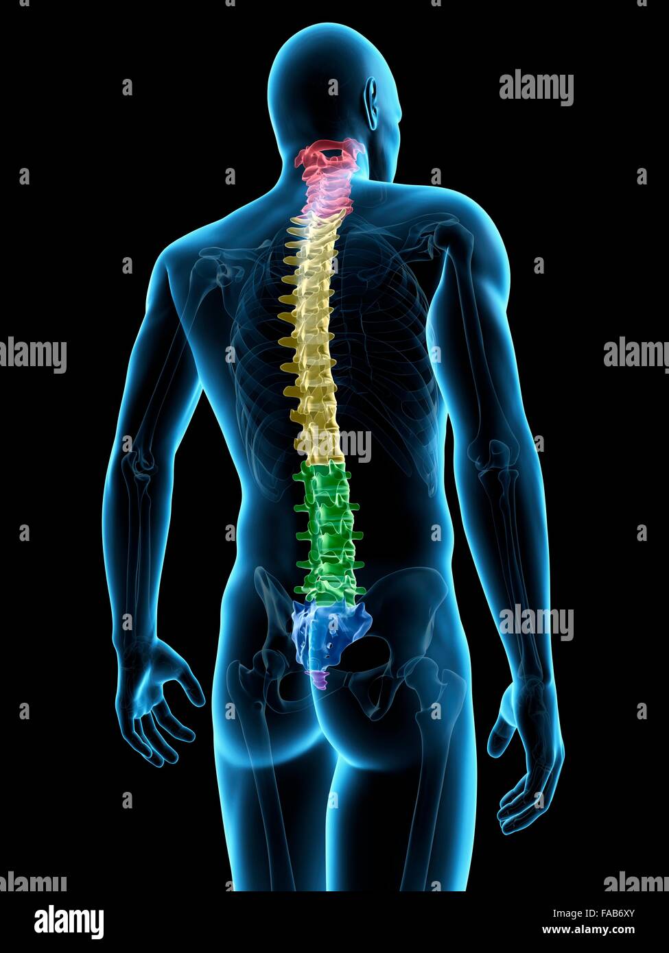 Human spine, computer illustration. Stock Photo