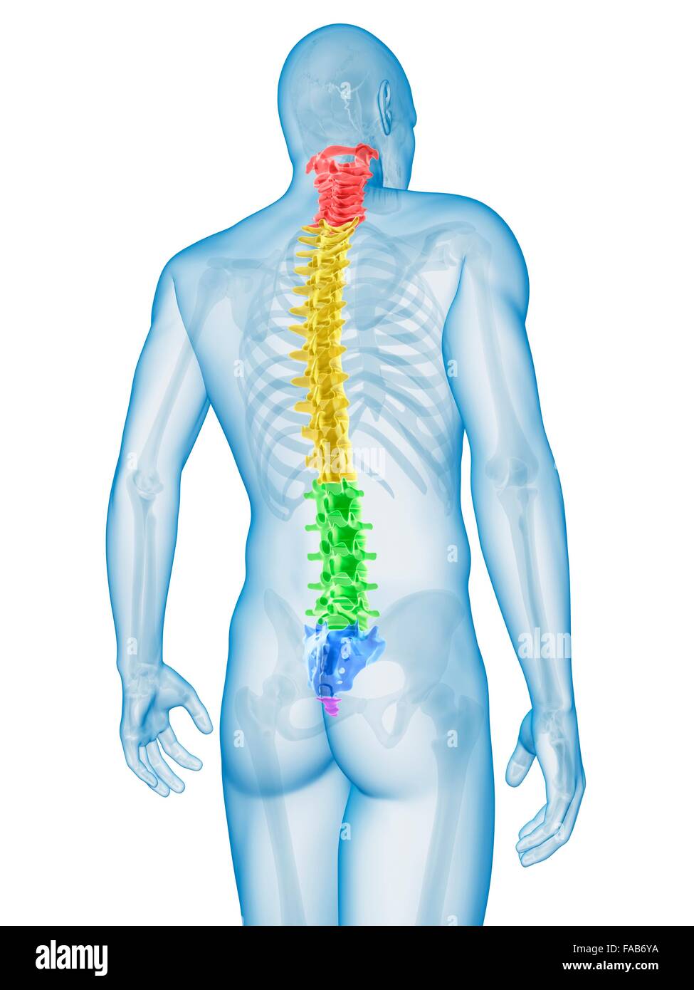 Human spine, computer illustration Stock Photo Alamy