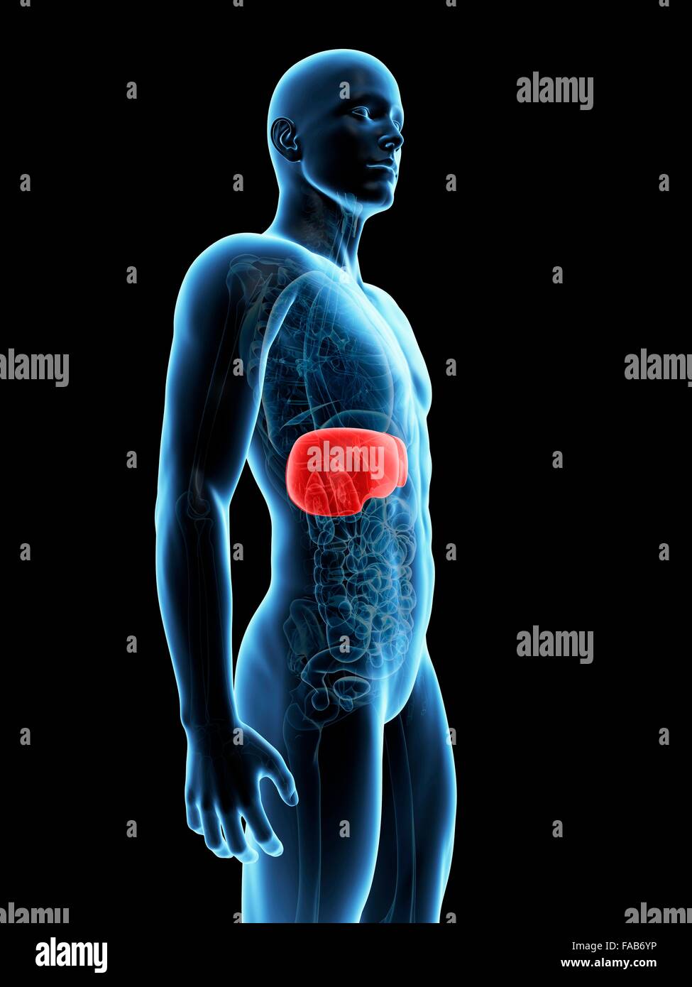 Human liver hi-res stock photography and images - Alamy