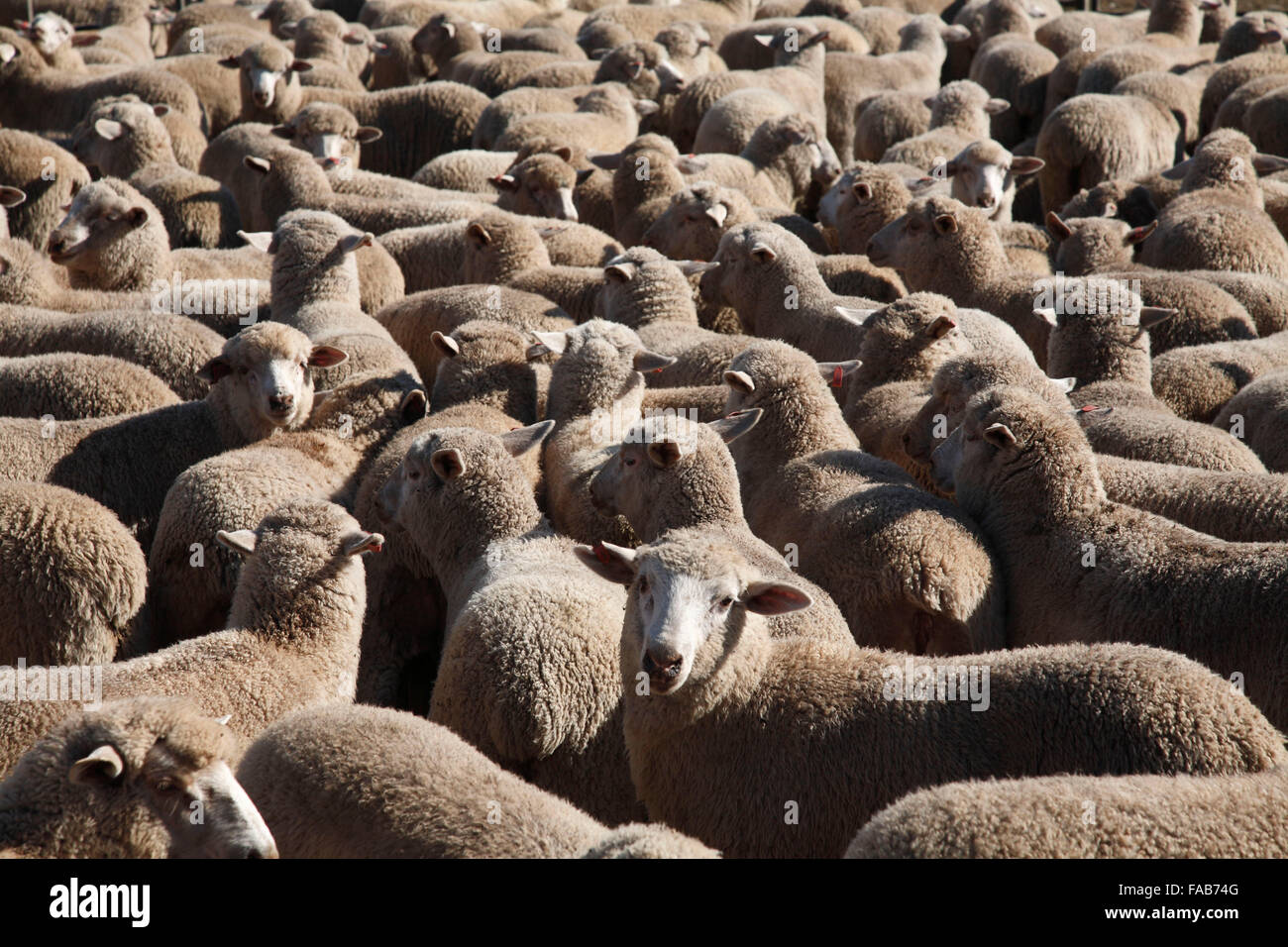 Sheep saleyards in australia hires stock photography and images Alamy