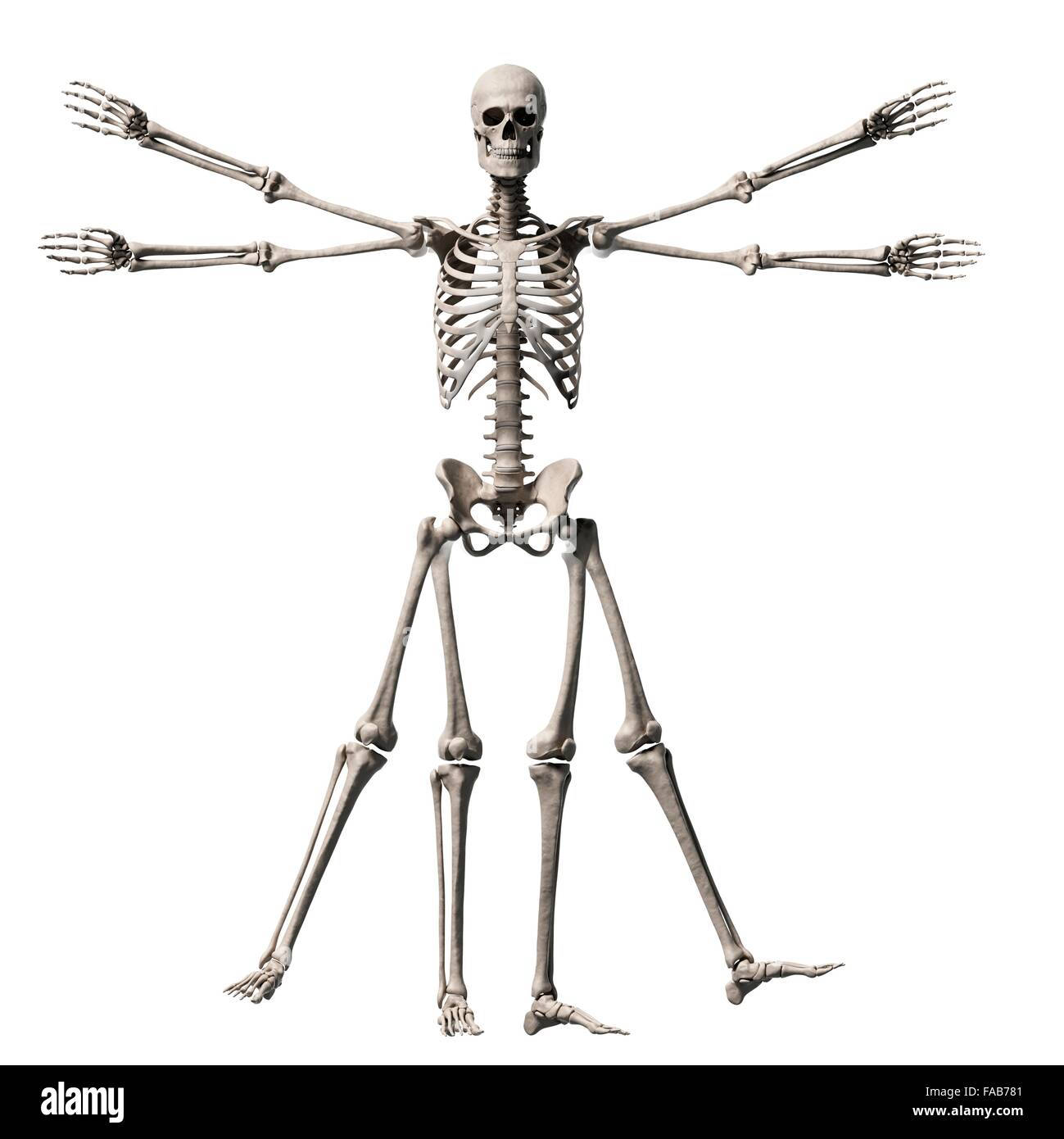 Human Skeletal System (Vitruvian Man), Computer Illustration Stock ...