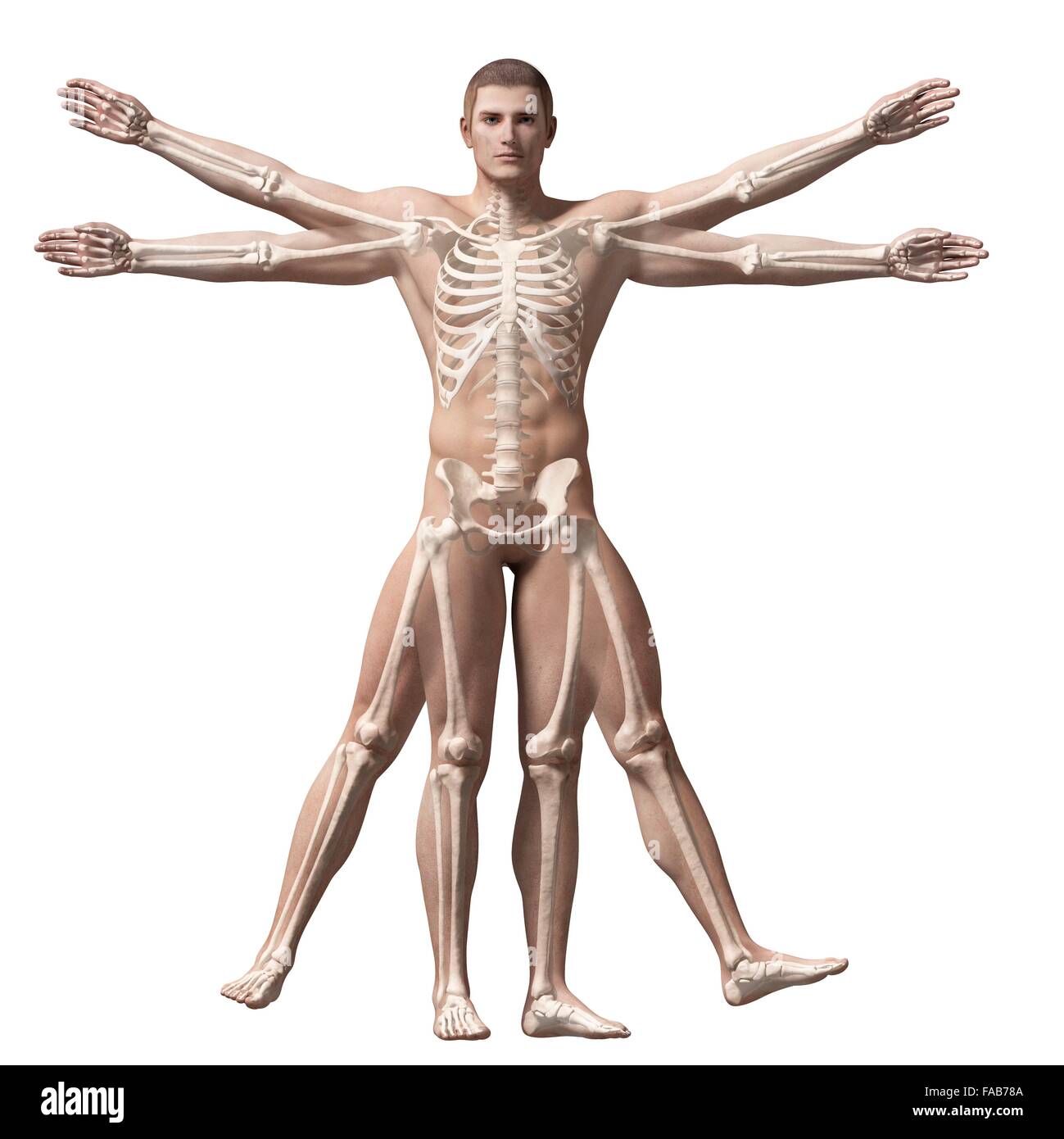 Human muscular system (Vitruvian man), computer illustration. Stock Photo