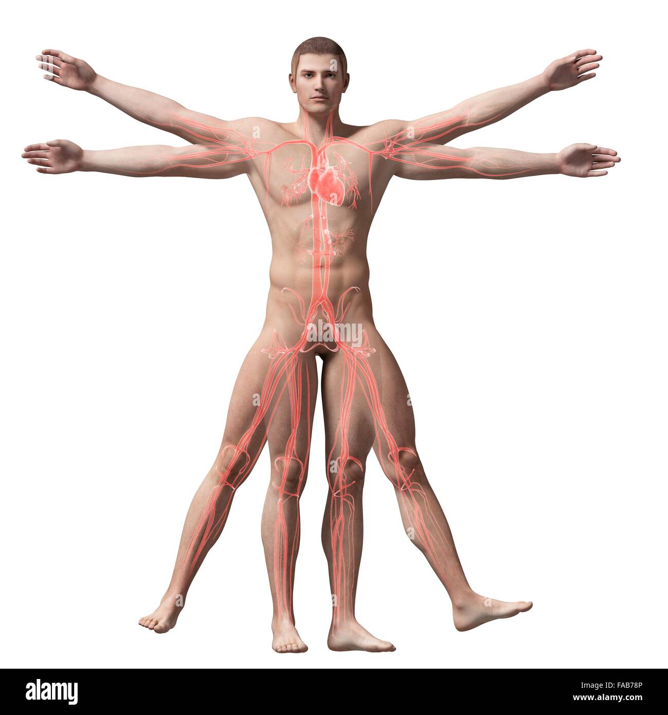 Vitruvian Man Skeleton Pose Stock Illustrations – 12 Vitruvian Man Skeleton  Pose Stock Illustrations, Vectors & Clipart - Dreamstime