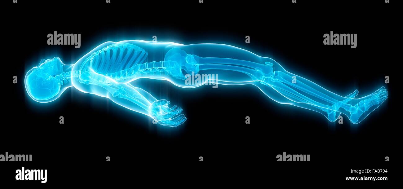 Human Anatomy Illustration Lying Down High Resolution Stock Photography And Images Alamy