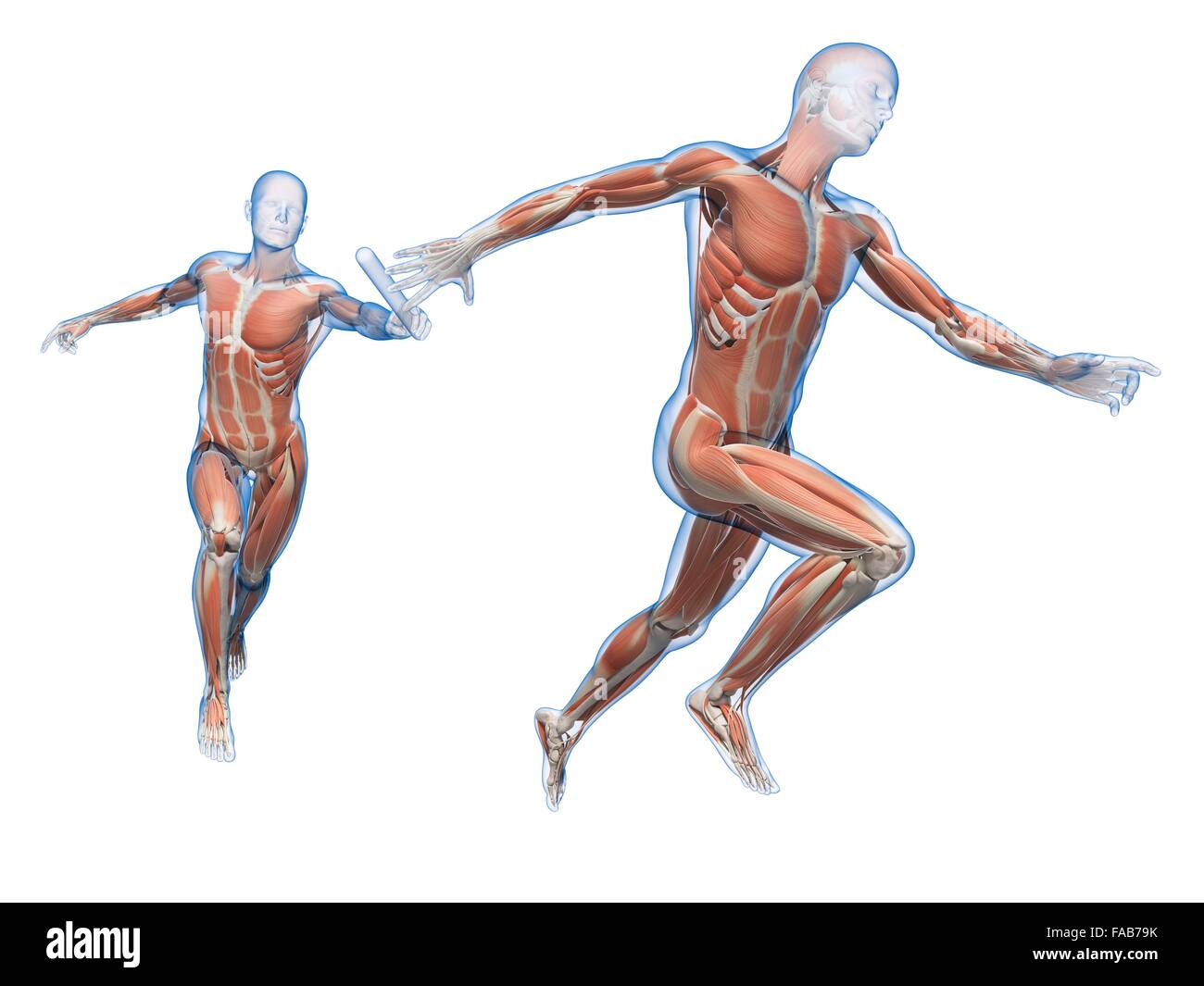 Muscular system of relay race runners, computer illustration. Stock Photo