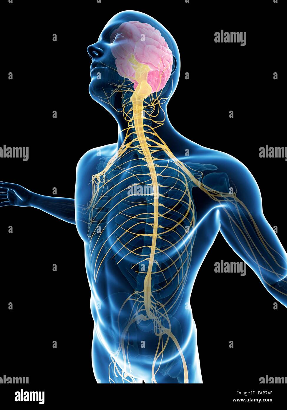 Human nervous system, computer illustration Stock Photo - Alamy