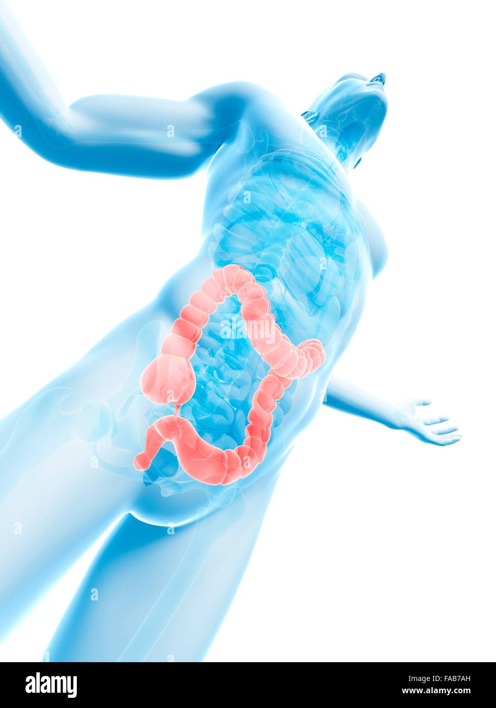 Human Large Intetsine Human large intestine, computer illustration Stock Photo - Alamy