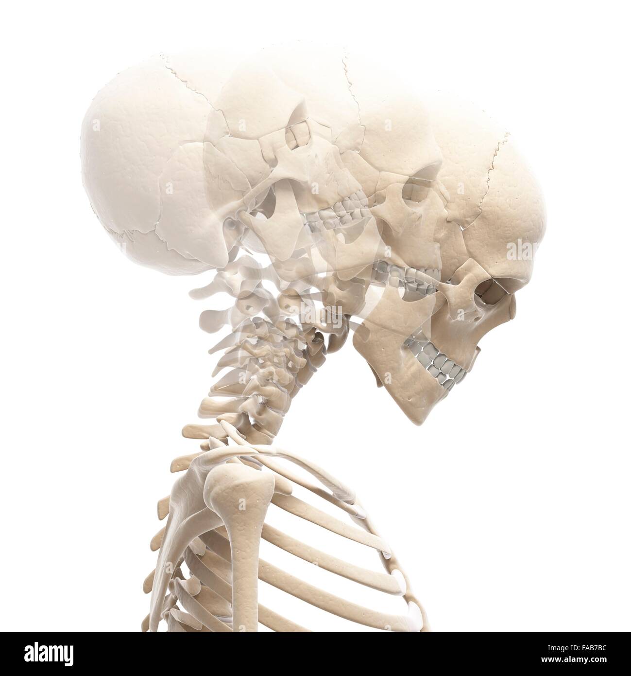Human neck bending forwards and backwards, computer illustration. Stock Photo