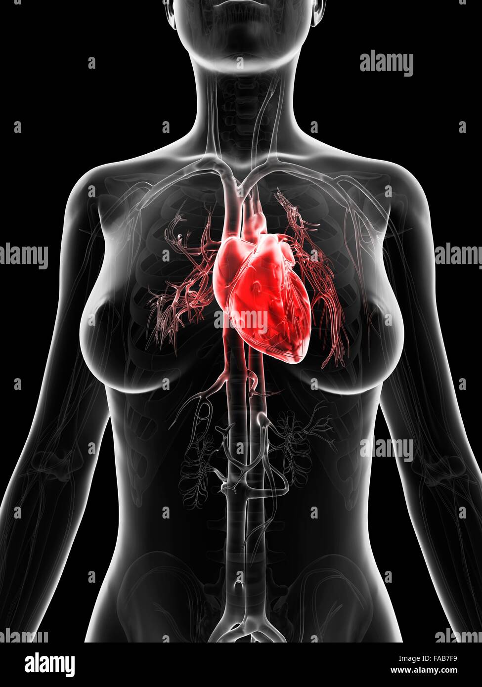 Human heart, computer illustration Stock Photo - Alamy