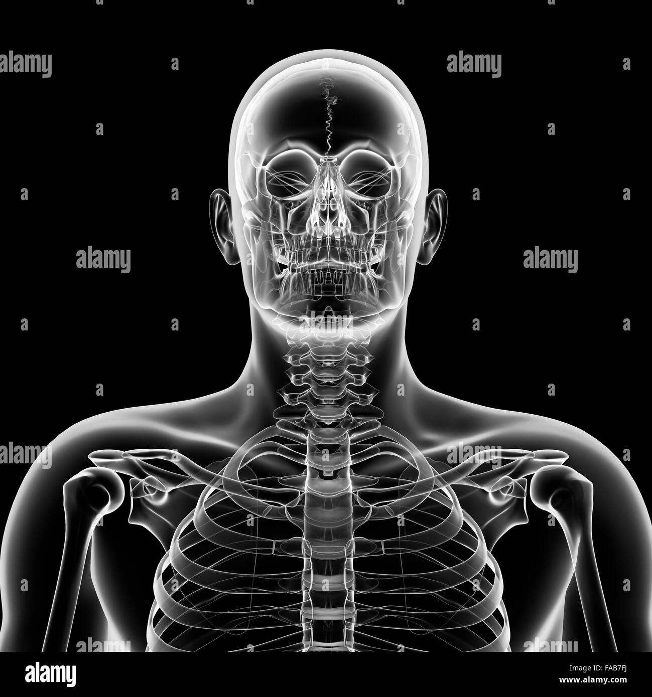 Human Computer Skeleton Human skeletal system, computer illustration Stock Photo - Alamy