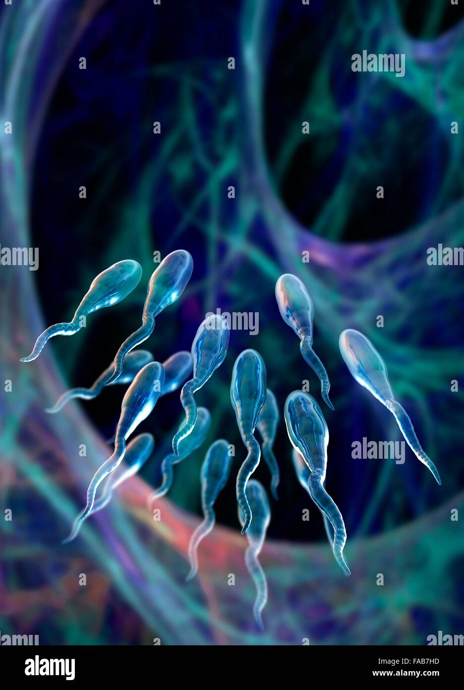 Sperm human swimming hi-res stock photography and images - Alamy