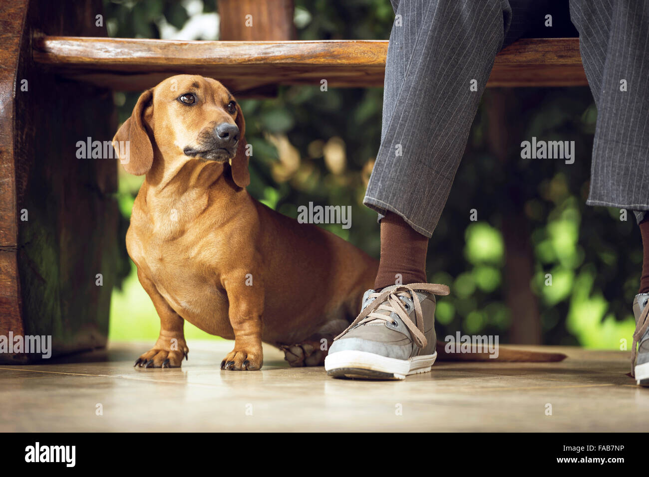 Why Does My Dog Sit Under The Table