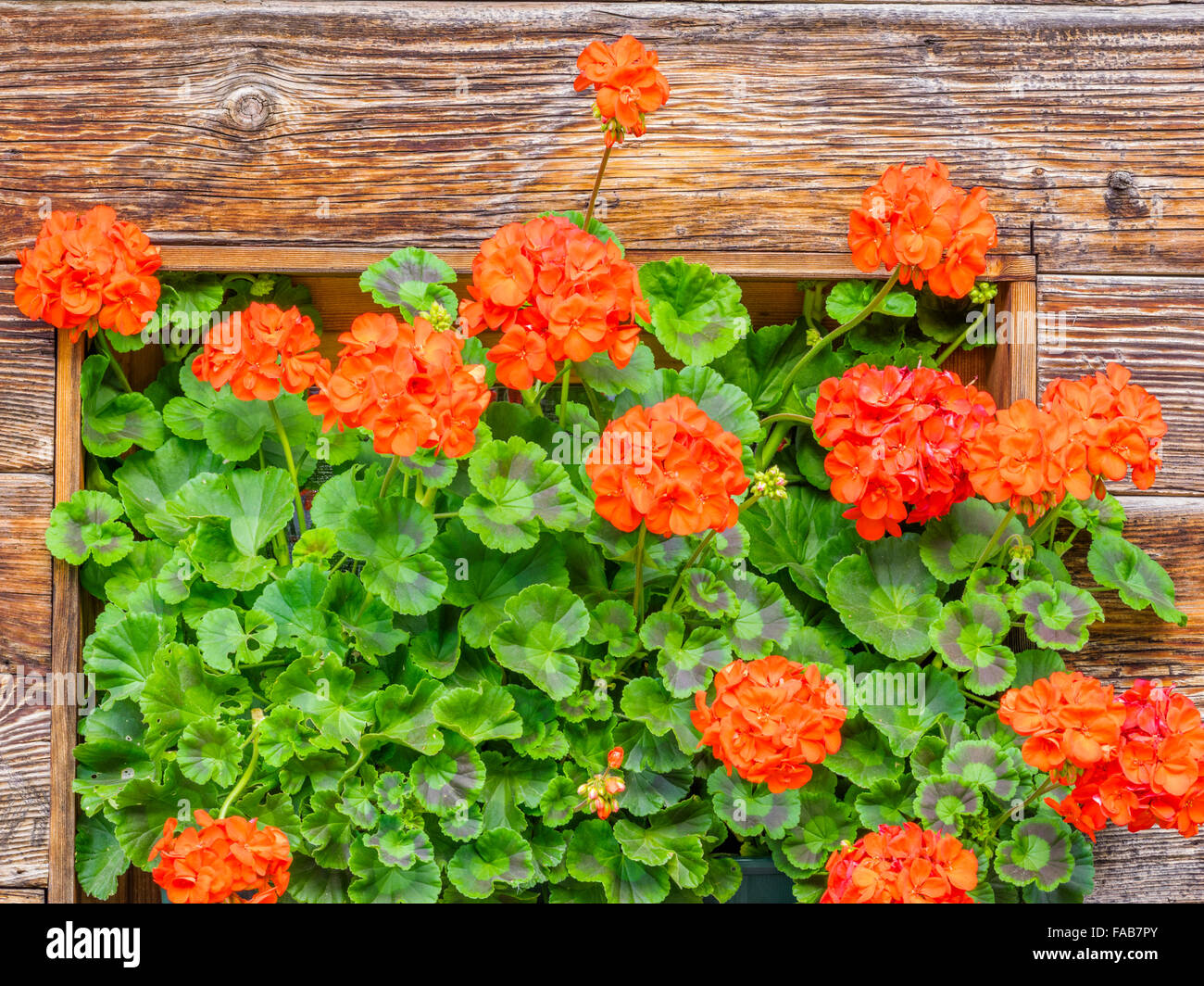 Italian Rustic Flowers rustic flower boxes in Northern Italy Stock Photo - Alamy