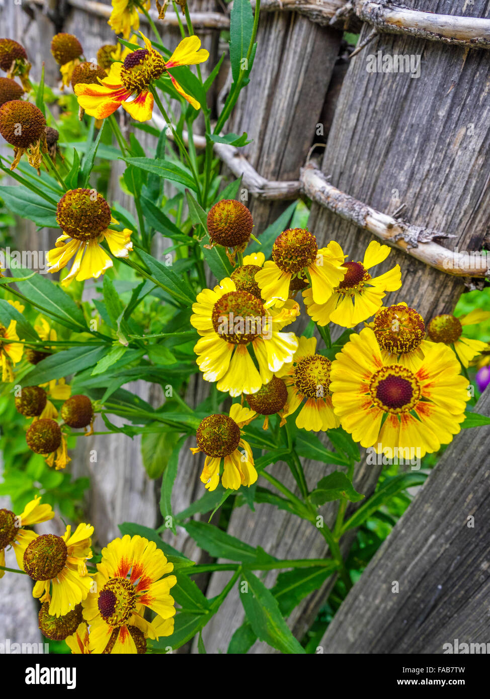 Italian Rustic Flowers Rustic fence and flowers in Town of Tiso in Northern Italy Stock Photo ...