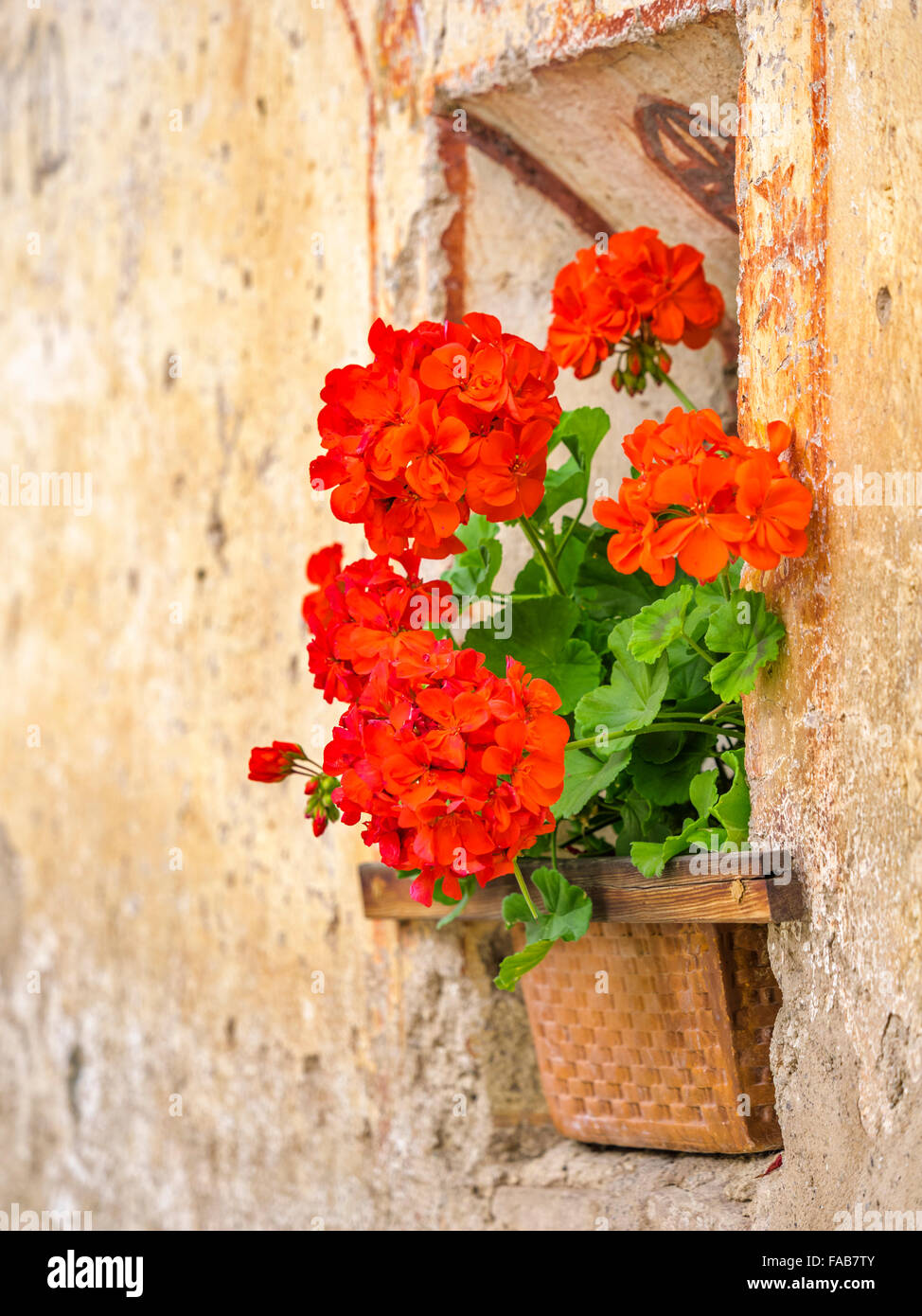 Red Geranium flowers in barn window in town of Santa Maddalena in ...