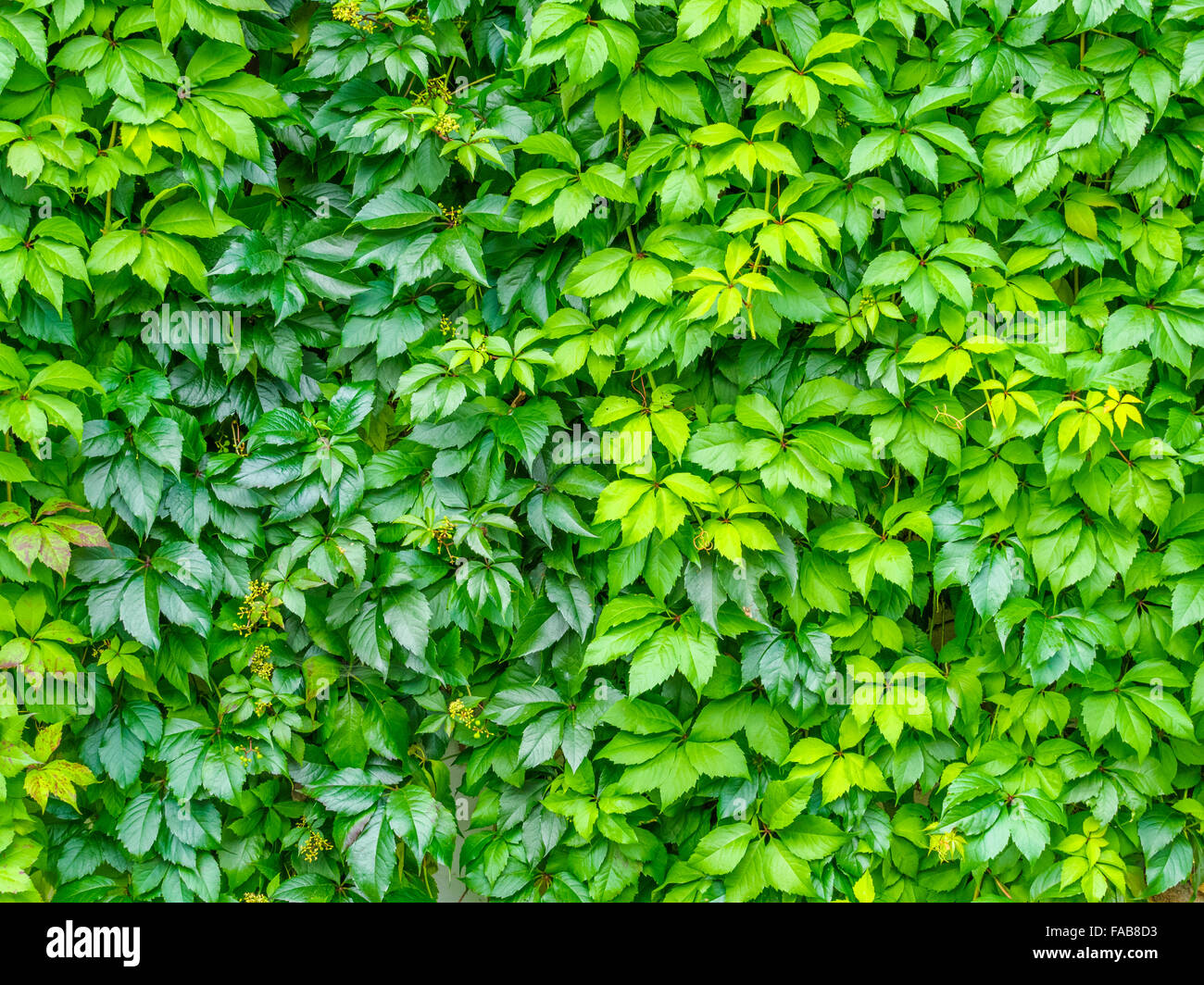 Wall Of Vines In Town Of Tiles Northern Italy Stock Photo Alamy
