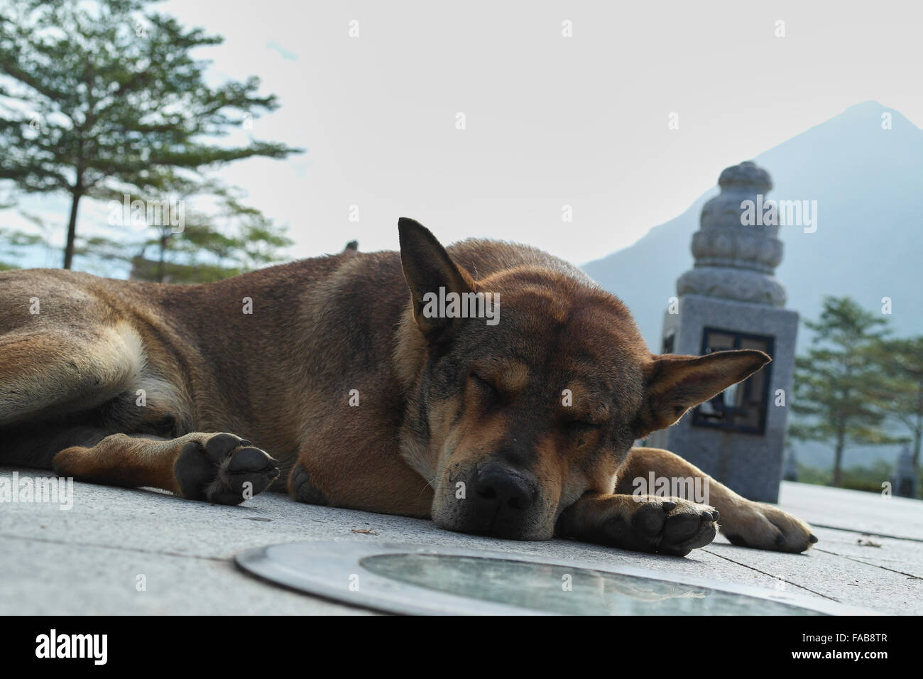 dog in hong kong Stock Photo Alamy