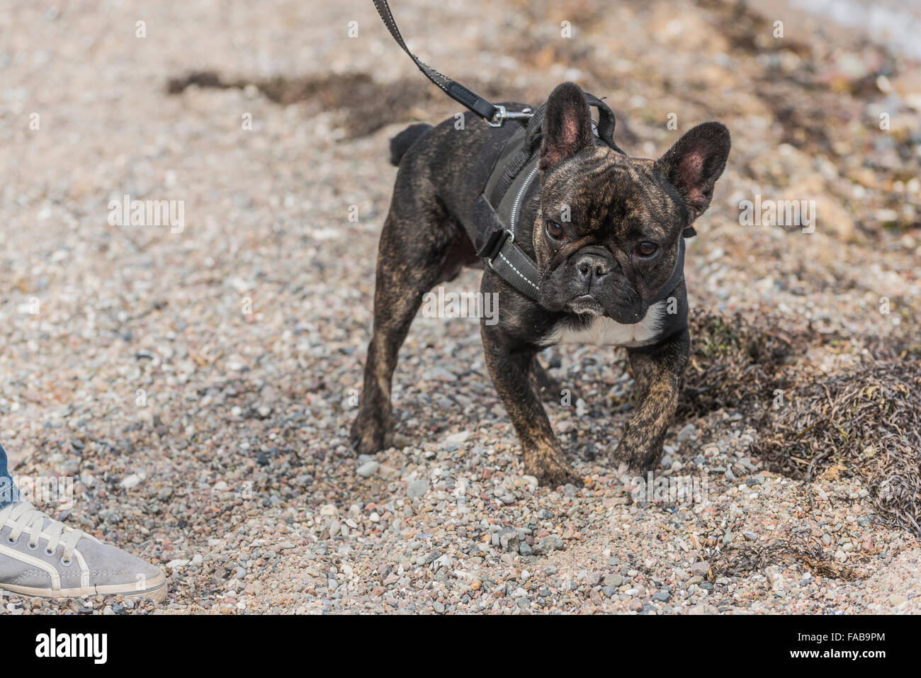 French bulldog Stock Photo