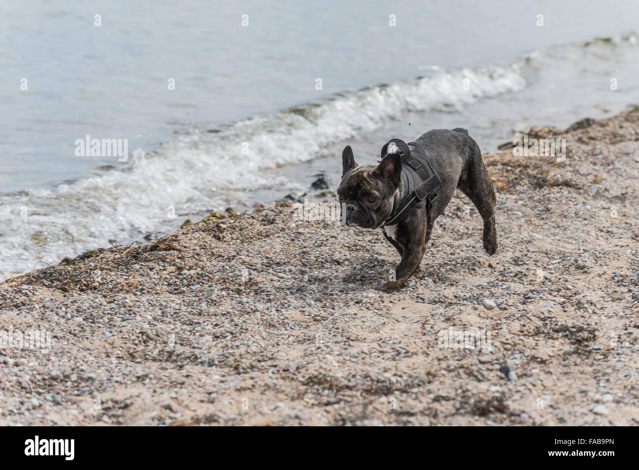 French bulldog Stock Photo
