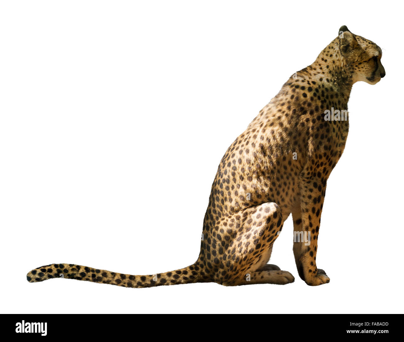 Sitting cheetah over white background Stock Photo