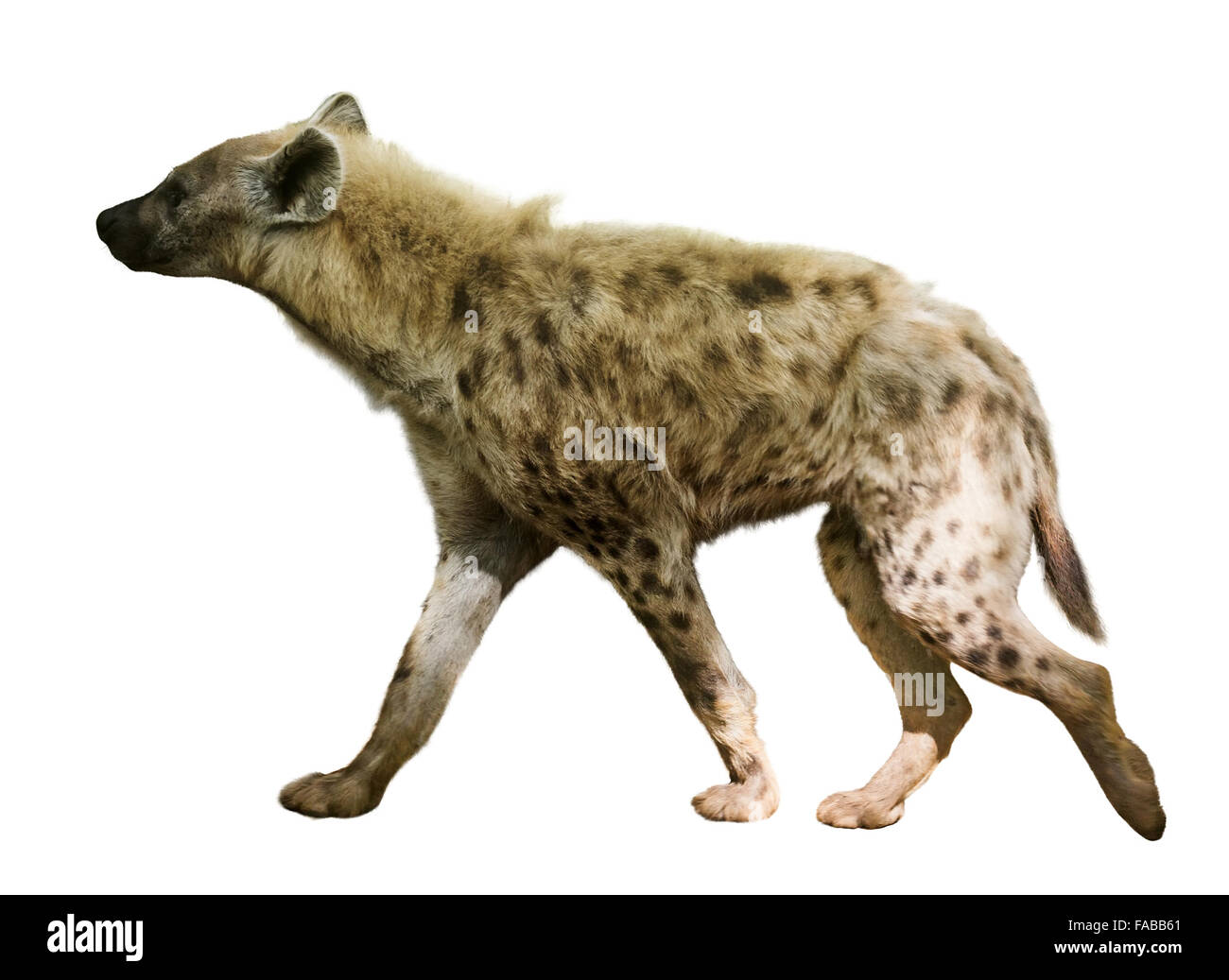 hyena (Crocuta crocuta). Isolated  over white background Stock Photo