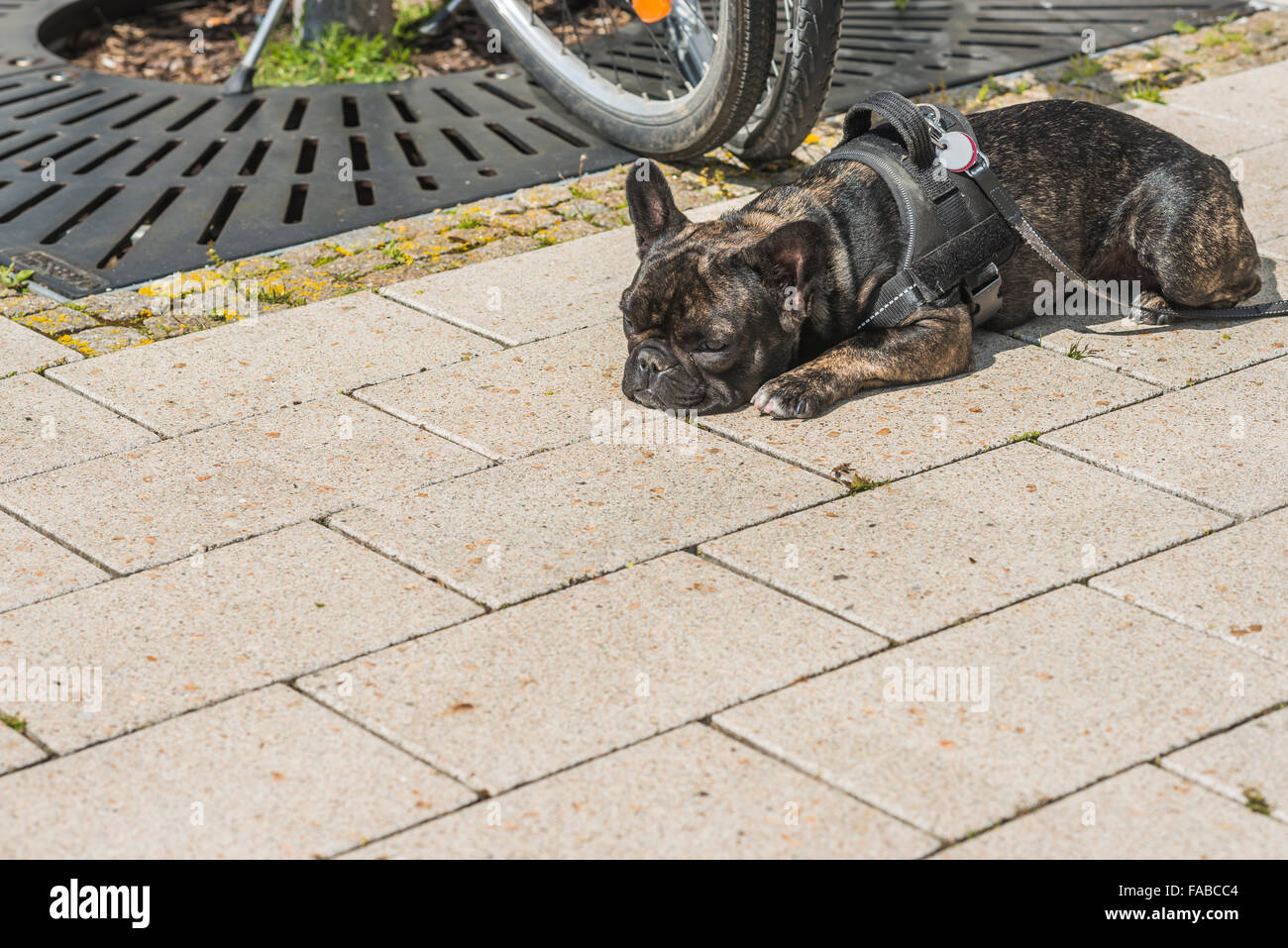 French bulldog Stock Photo