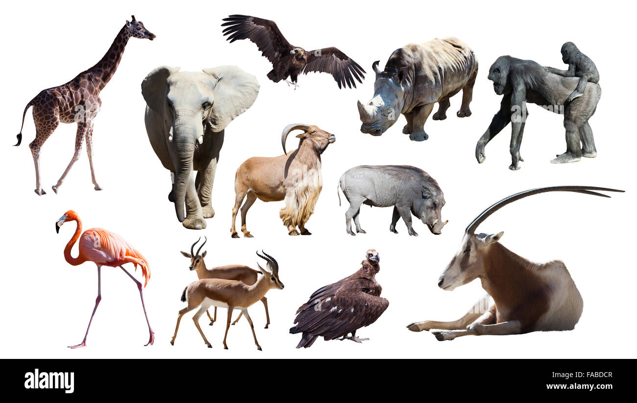 African animals. Isolated on white background Stock Photo