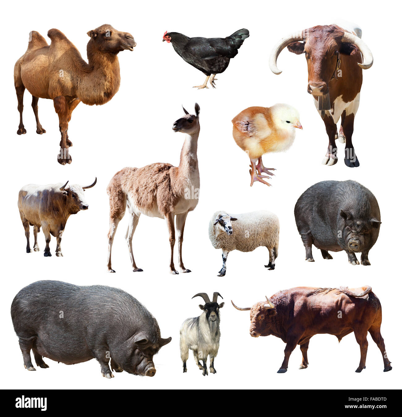 Set of bulls and other farm animals. Isolated over white background Stock Photo