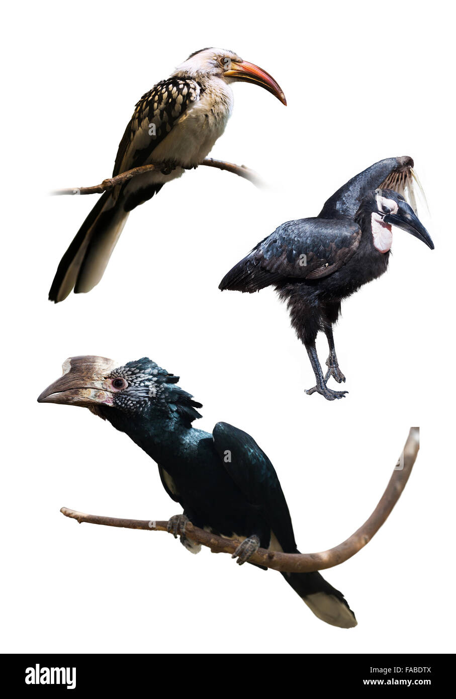 Set of hornbills. Isolated over white background Stock Photo