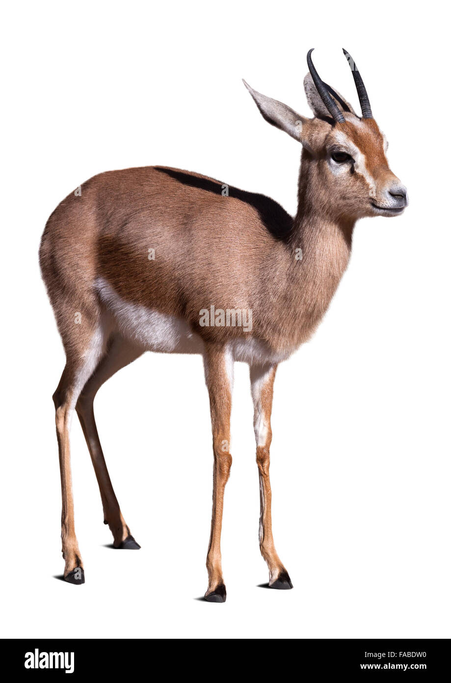 Dorcas gazelle.  Isolated over white background Stock Photo