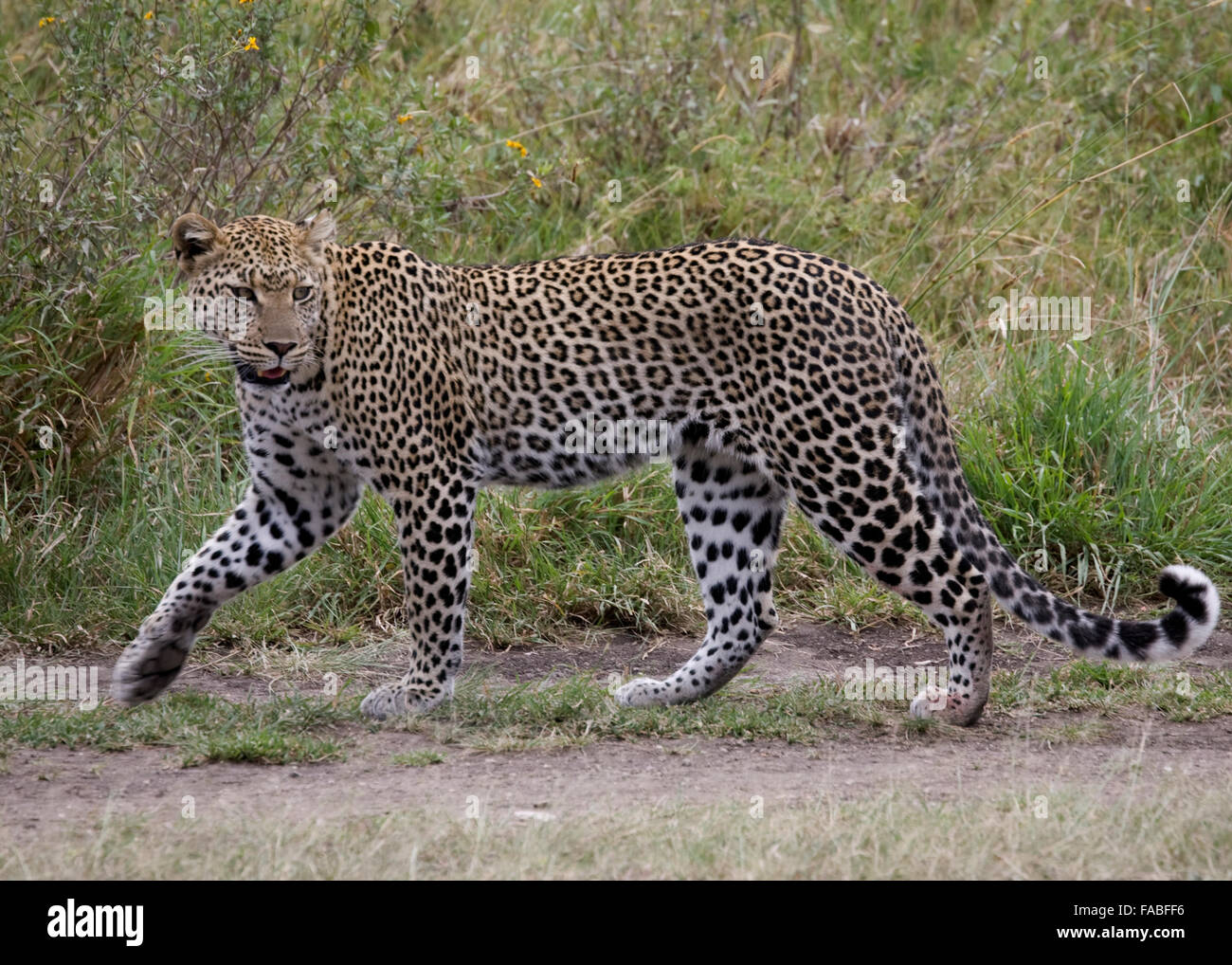Leopard side view hi-res stock photography and images - Alamy
