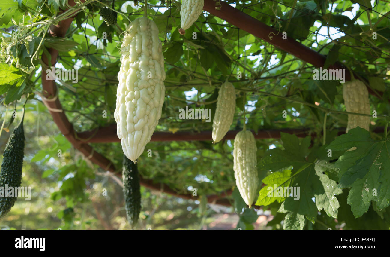 Japanese garden with fruit gourd harvest Stock Photo Alamy