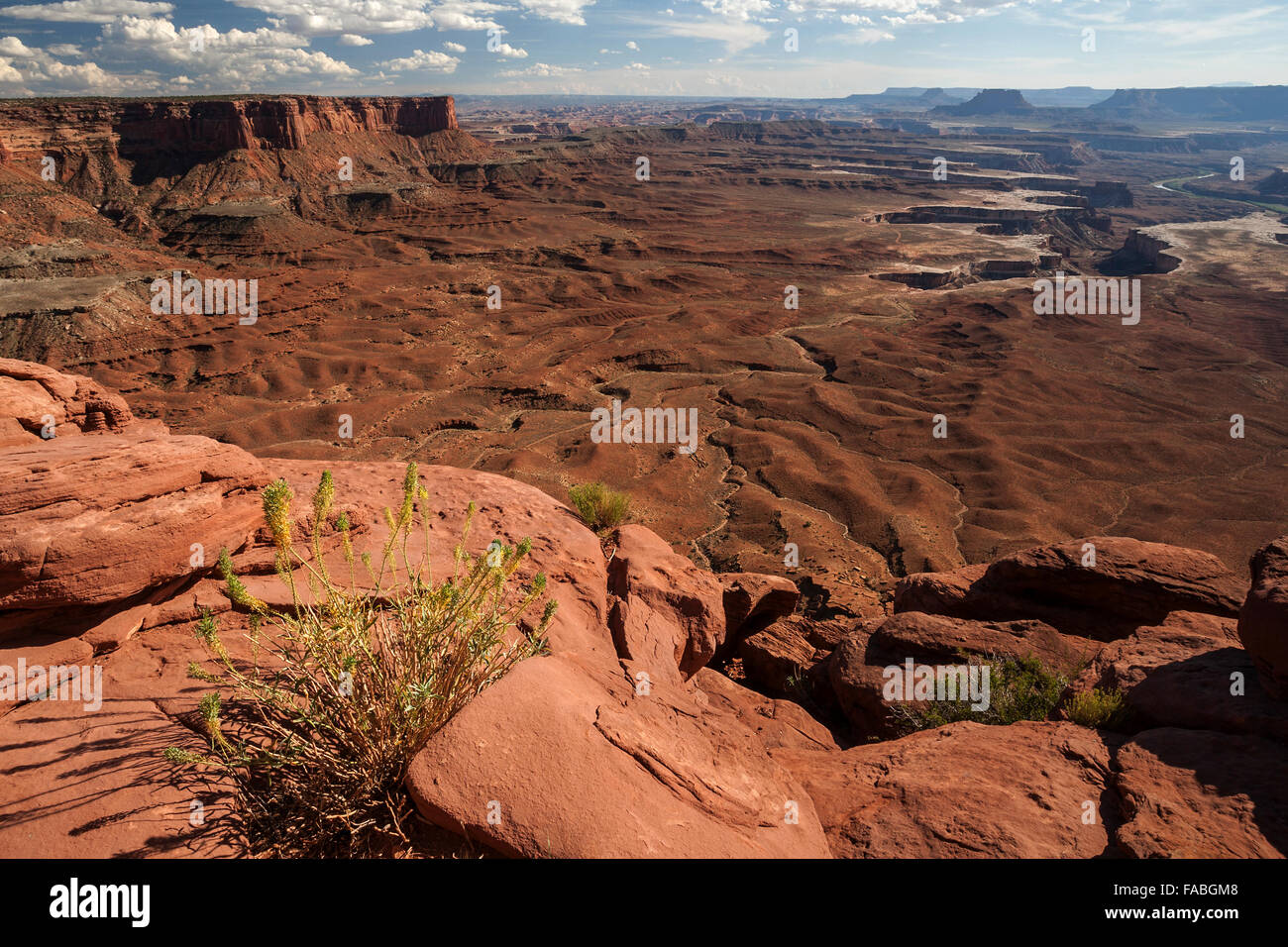 View of eroded landscape from Green River Overlook, canyons, Island of the Sky, Canyonlands National Park, Utah, USA Stock Photo