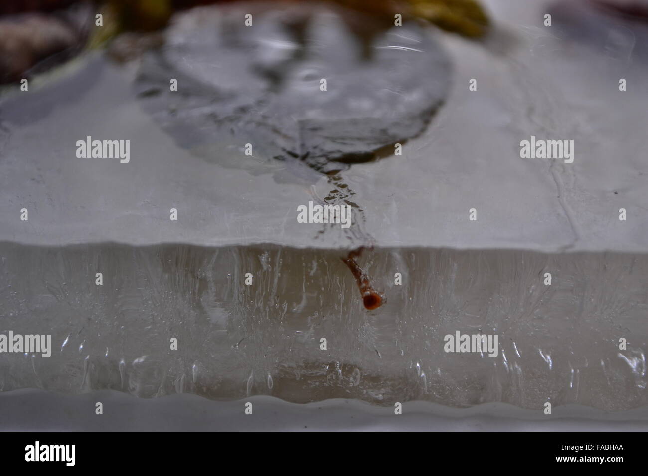 Frozen leaf in ice Stock Photo