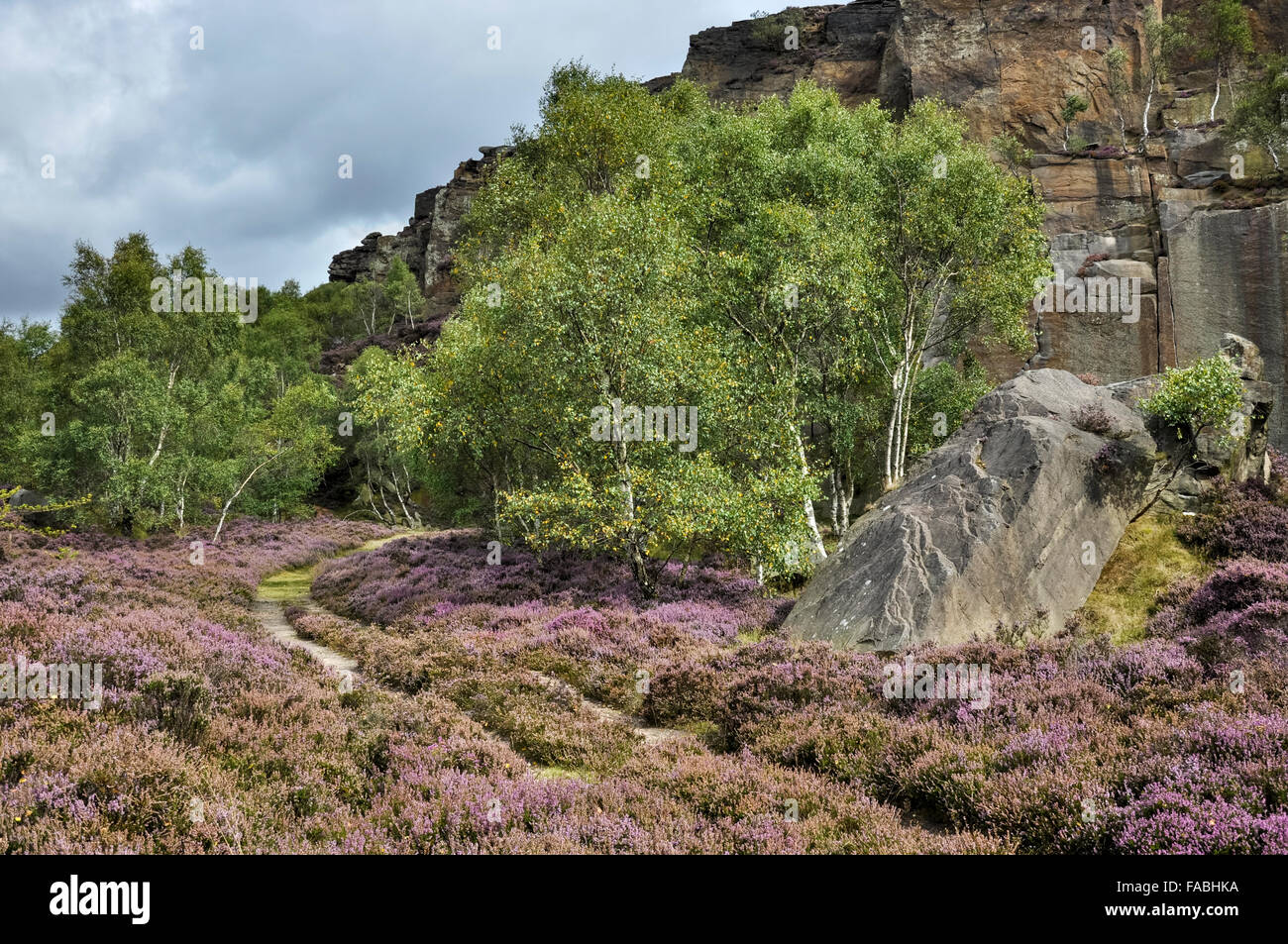 Heather blooming below millstone edge in the Peak District, Derbyshire. Birch trees below the old quarry cliffs. Stock Photo