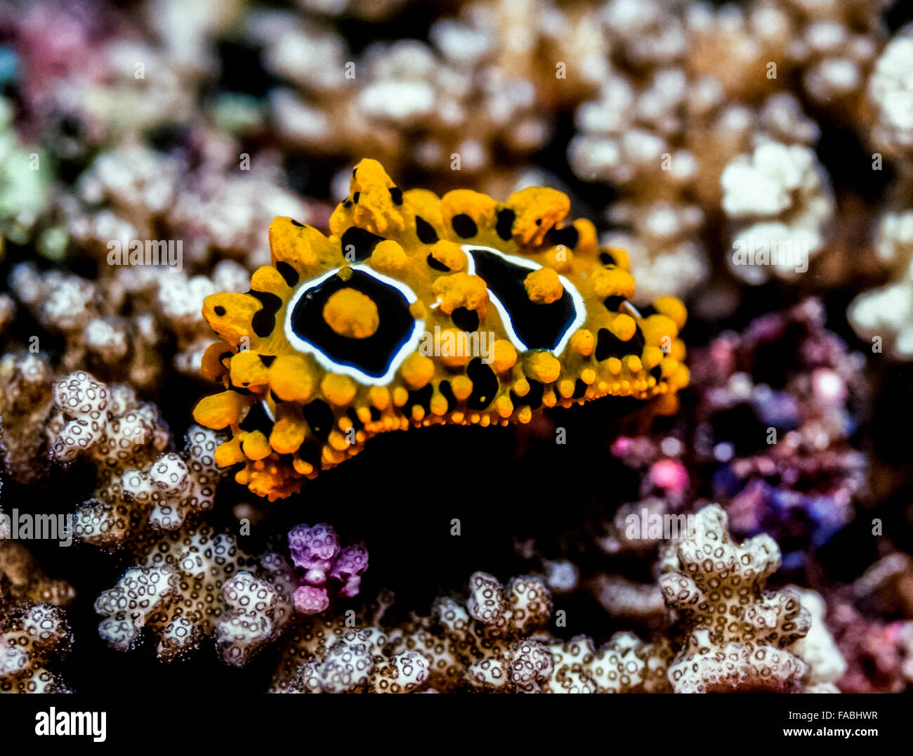 Coral reed hi-res stock photography and images - Alamy