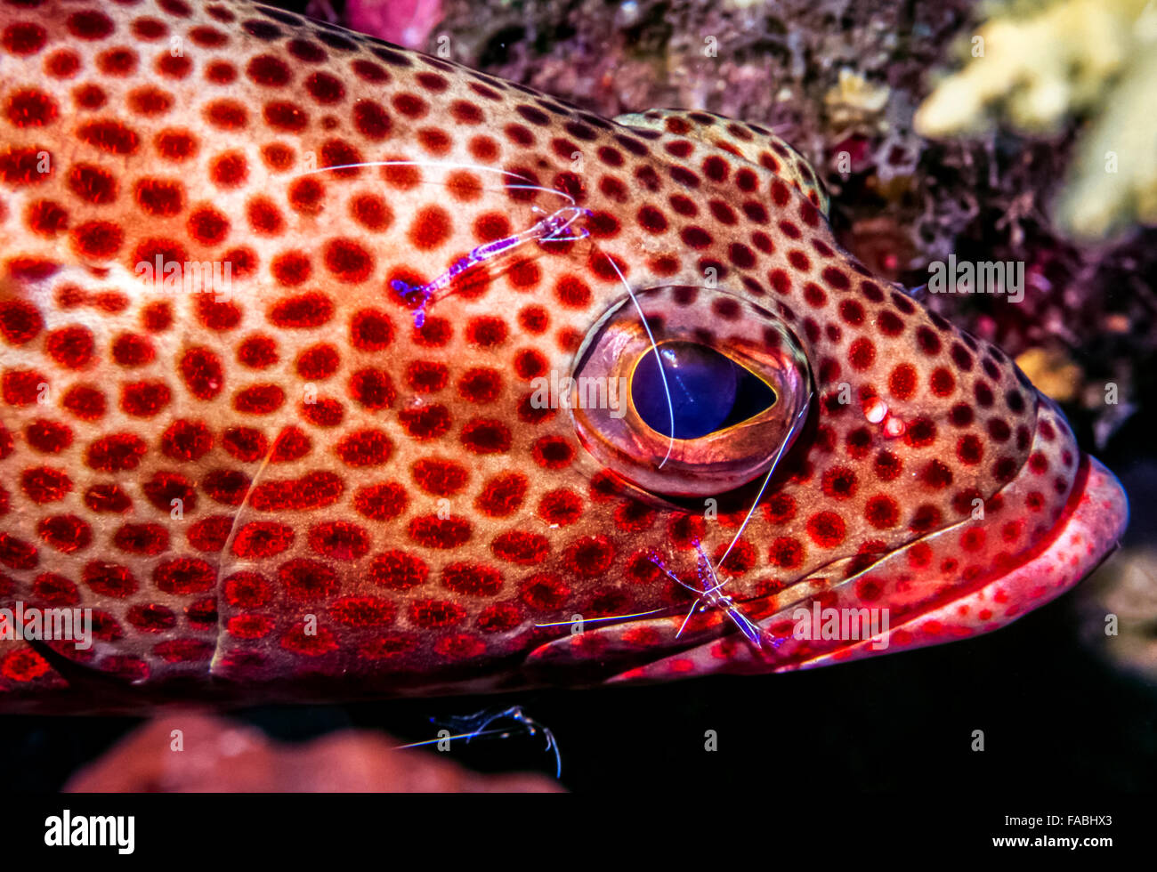 Cephalopholis fulva, grouper or sea bass underwater Stock Photo Alamy