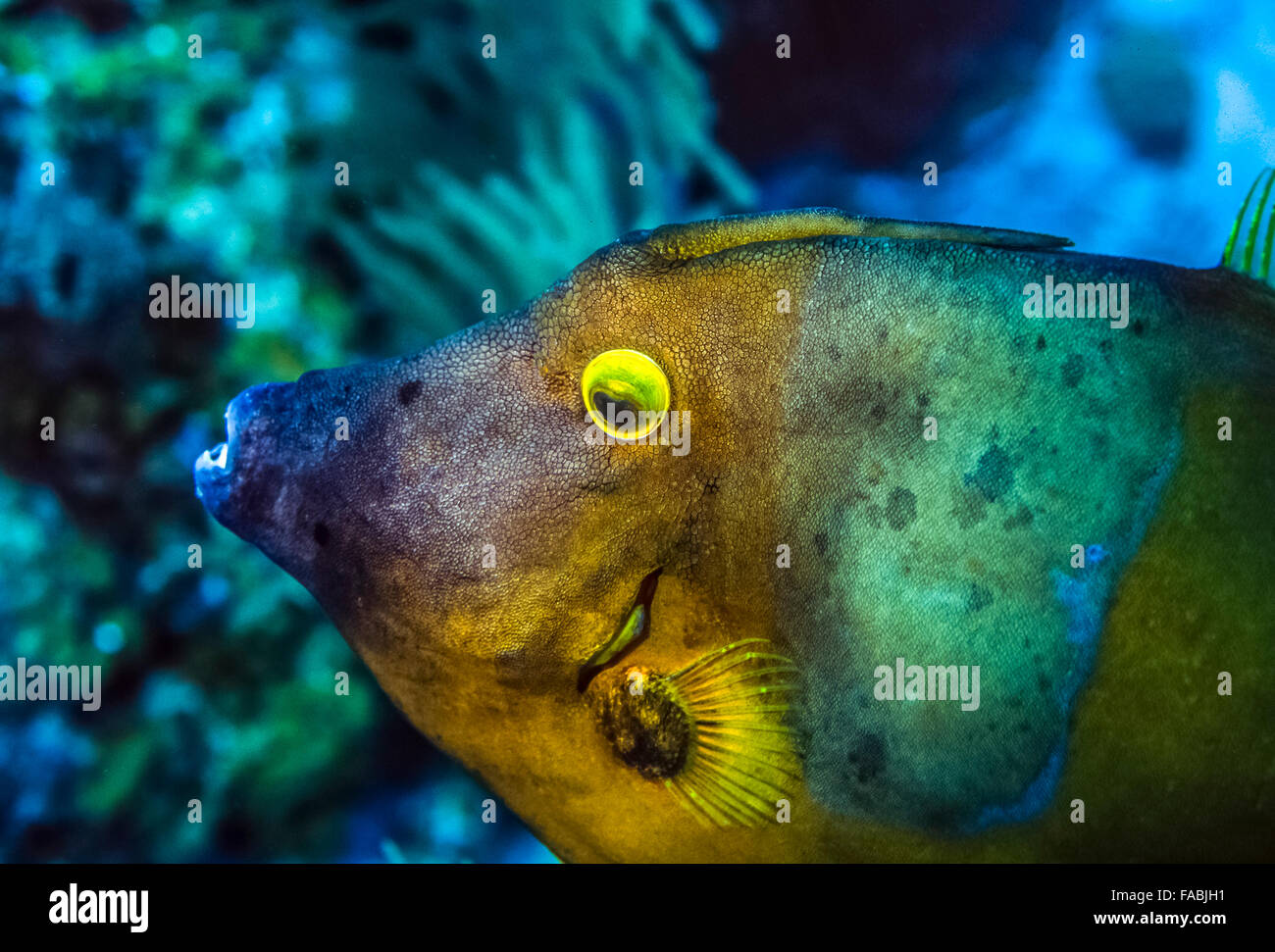 filefish,Monacanthidae are a diverse family of tropical to subtropical tetraodontiform marine fish Stock Photo