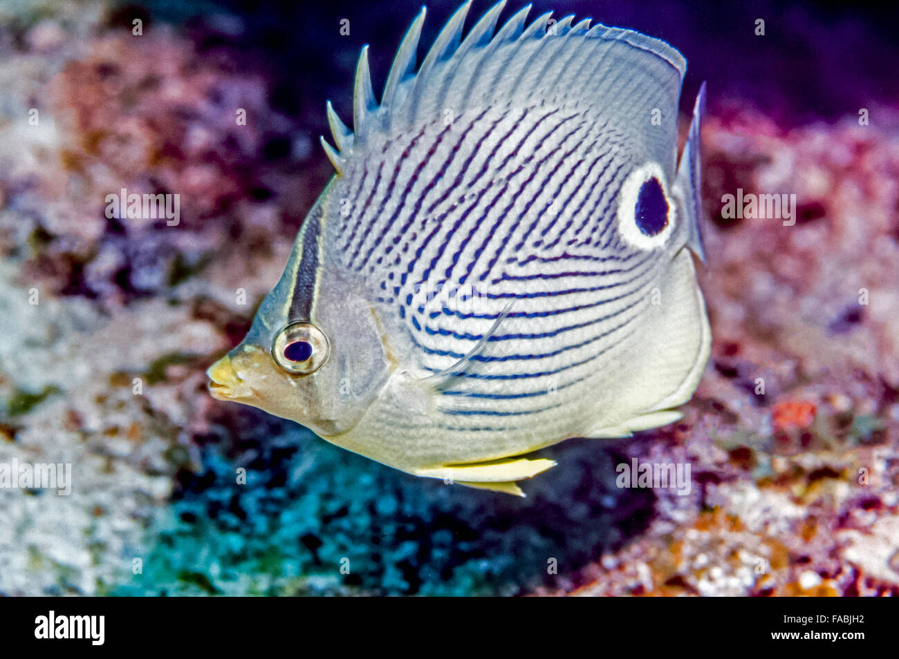 foureye butterflyfish (Chaetodon capistratus) is a butterflyfish,family Chaetodontidae. It is alternatively called the four-eyed Stock Photo