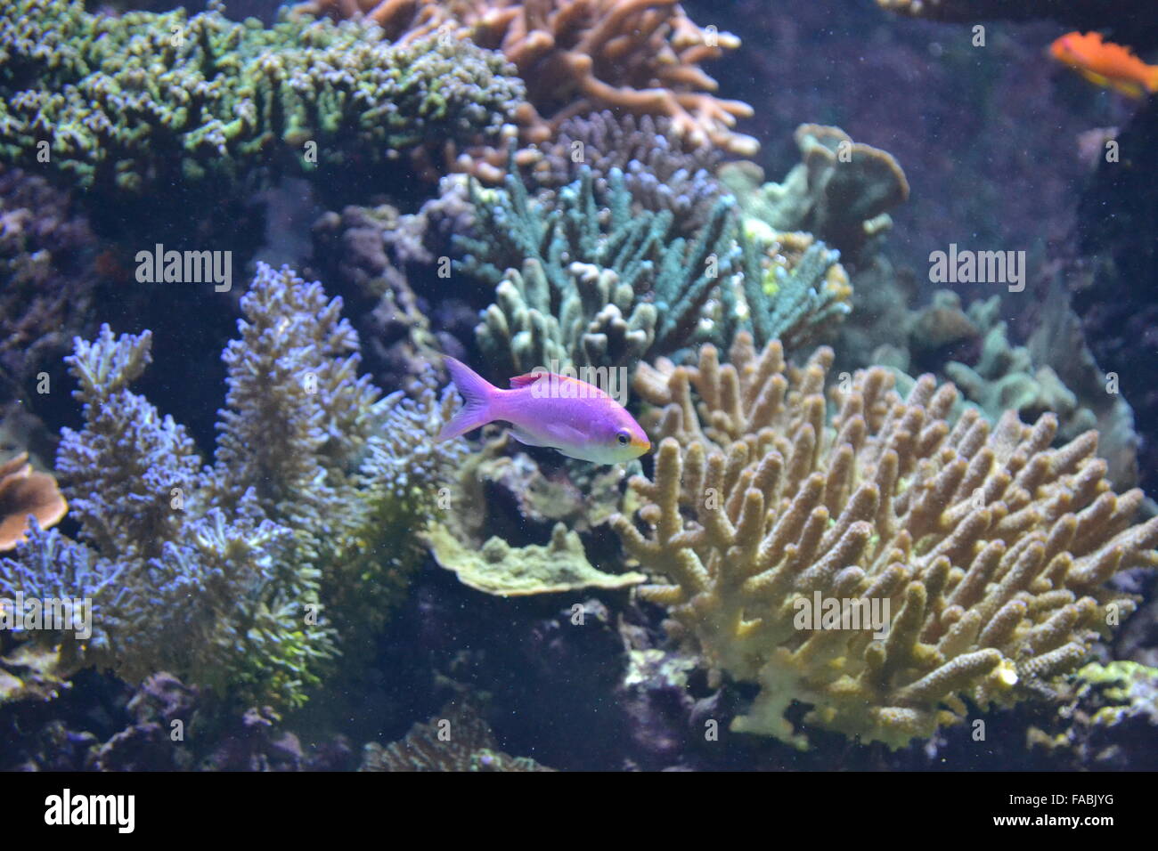 Pink fish swimming in aquarium with corals Stock Photo