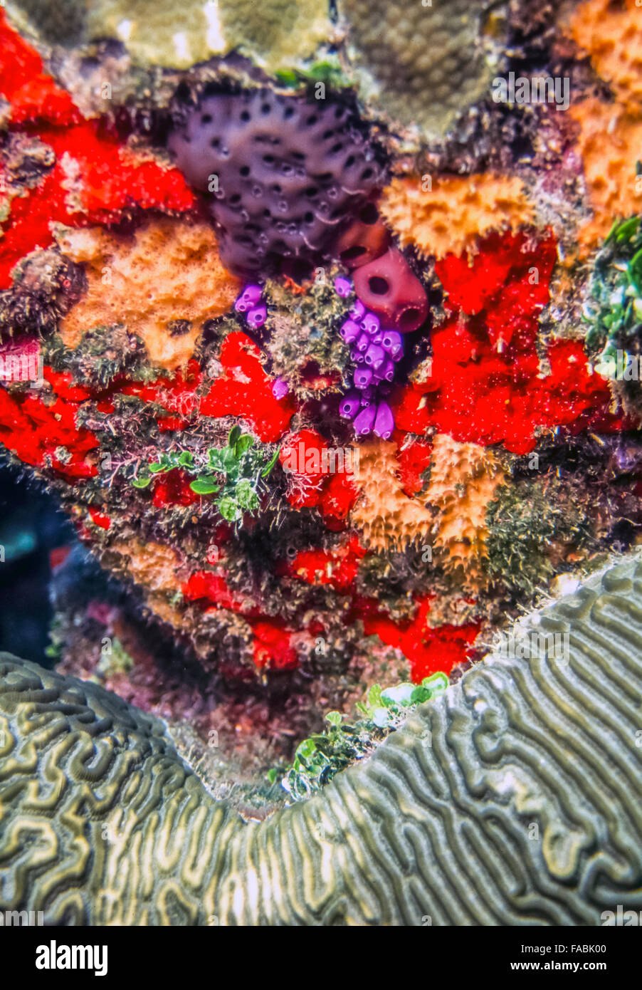 Coral reef off the coast of Roatan Honduras Stock Photo