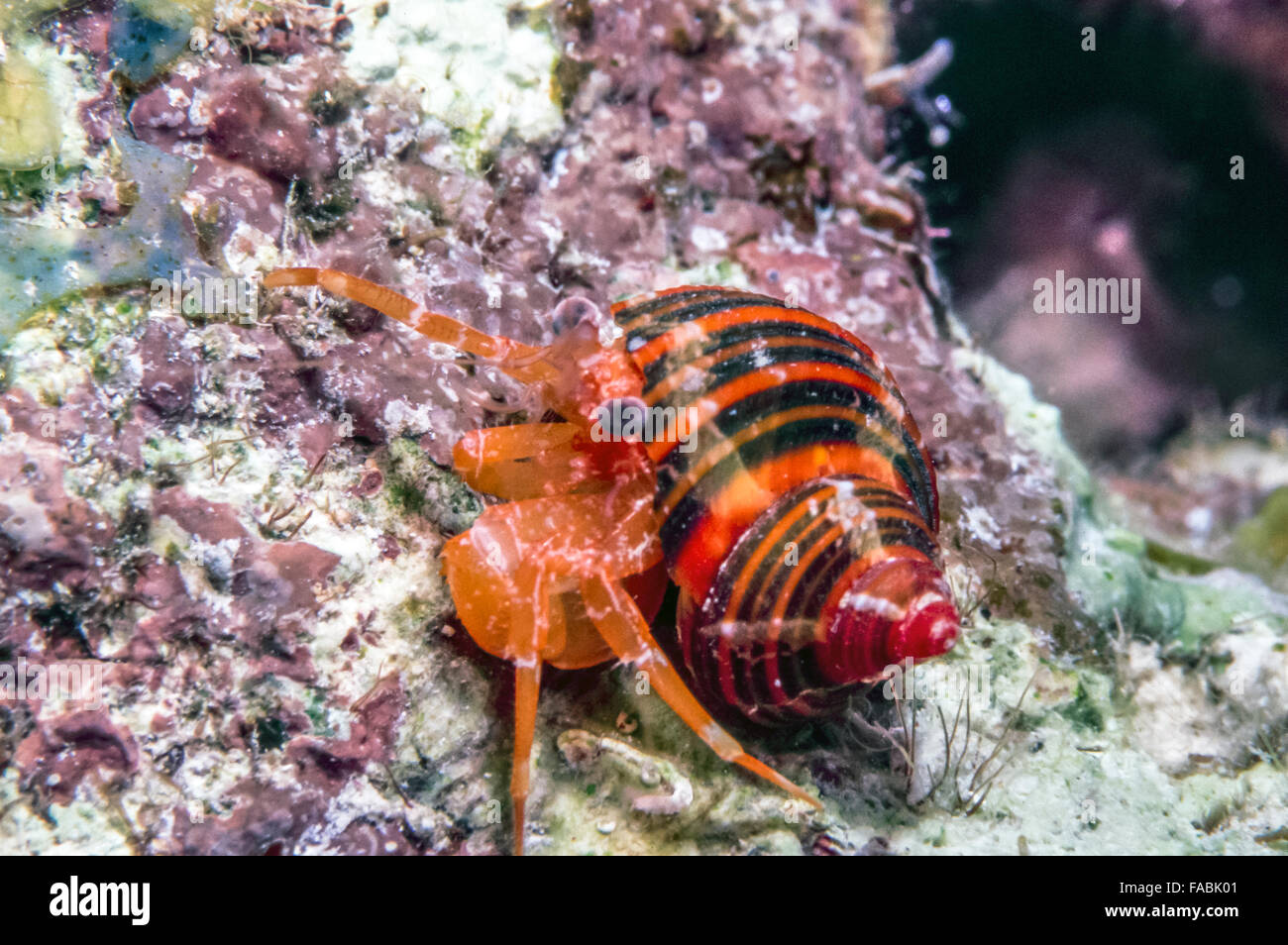 Hermit Crab Eupagarus Prideauxi Feeding On Sponge At Night Paradise Reef St  Kitts High-Res Stock Photo - Getty Images