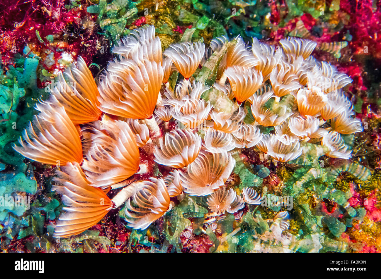 social feather duster, Bispira brunnea on coral reef off coast of