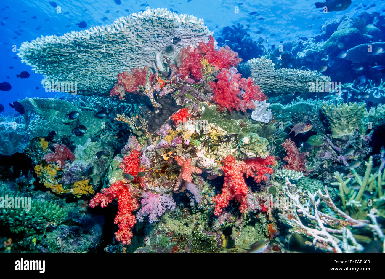 Coral reef off the coast of the island of Taveuni in the Fiji Stock Photo